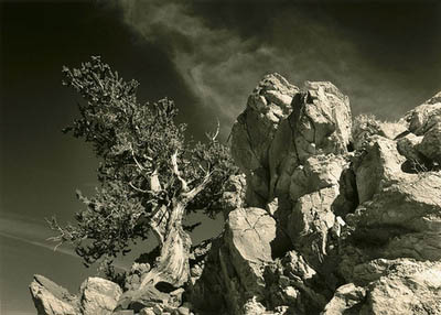 Bristlecone pines. #1