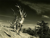 Bristlecone pines. #2