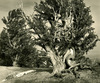 Bristlecone pines. #8
