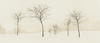White Series. Slender trees.