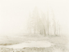 Copse in mist, Yellowstone